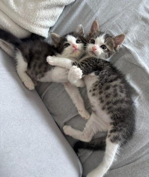 IBUPROFENE ET DOLIPRANE À ADOPTER ENSEMBLE