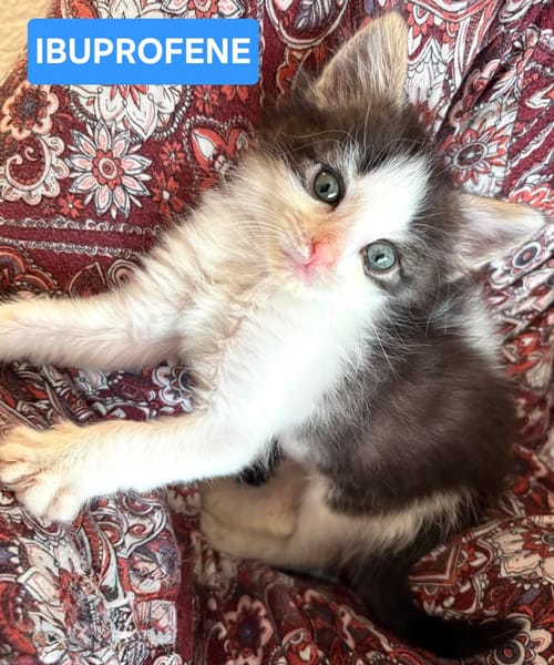 IBUPROFENE ET DOLIPRANE À ADOPTER ENSEMBLE