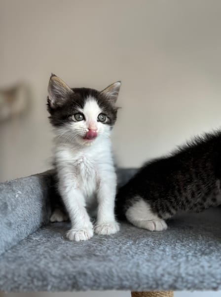 IBUPROFENE ET DOLIPRANE À ADOPTER ENSEMBLE