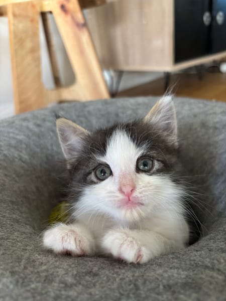 IBUPROFENE ET DOLIPRANE À ADOPTER ENSEMBLE