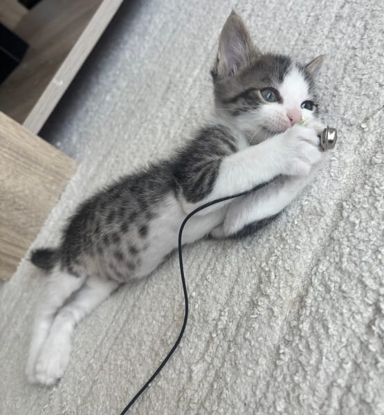 IBUPROFENE ET DOLIPRANE À ADOPTER ENSEMBLE
