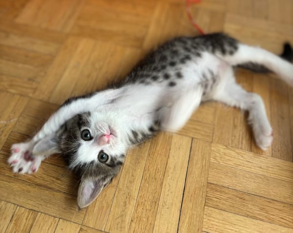 IBUPROFENE ET DOLIPRANE À ADOPTER ENSEMBLE