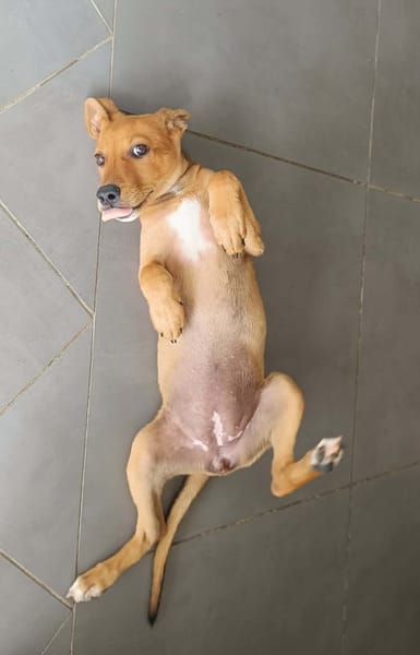 LILOU, chiot femelle Berger Créole