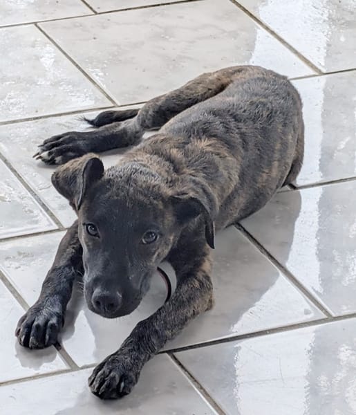 OLLIE, chiot femelle Berger Créole