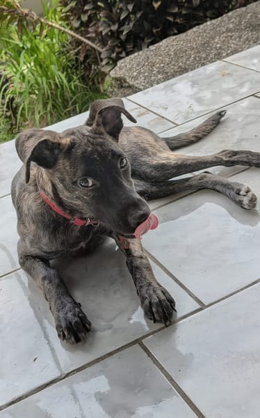 OLLIE, chiot femelle Berger Créole