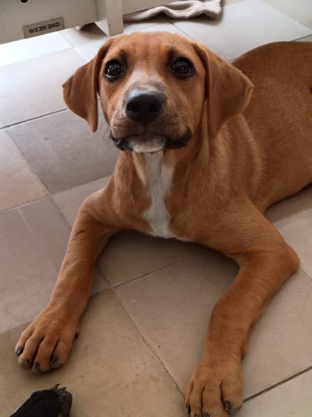 NUCCIOLA, chiot femelle croisée braque