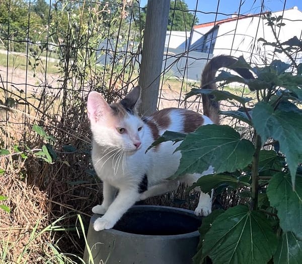CHAT–KIRA, chaton femelle européen