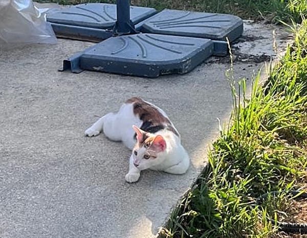 CHAT–KIRA, chaton femelle européen