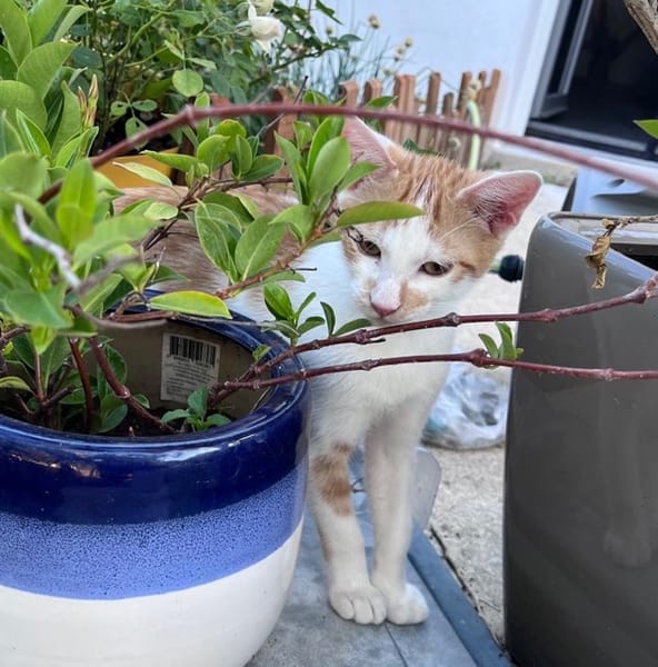 LEVI, chaton créole mâle