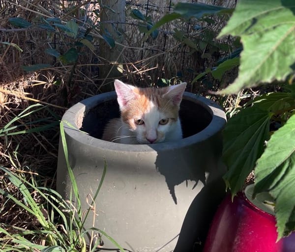 LEVI, chaton créole mâle