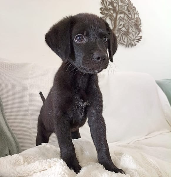 WILMA chiot femelle Berger Créole