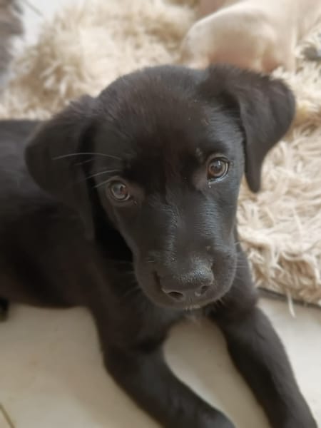 WILMA chiot femelle Berger Créole