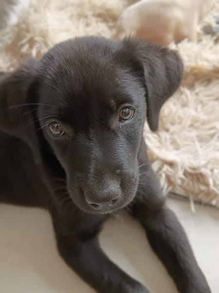WILMA chiot femelle Berger Créole
