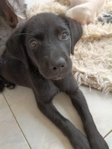 WILMA chiot femelle Berger Créole