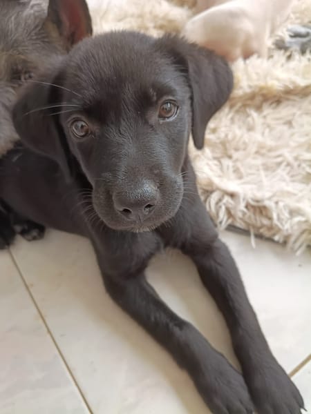 WILMA chiot femelle Berger Créole