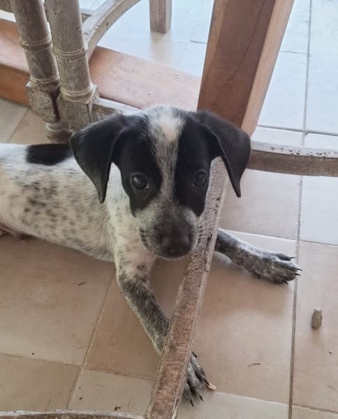 MILOU, chiot mâle Croisé Épagneul Breton