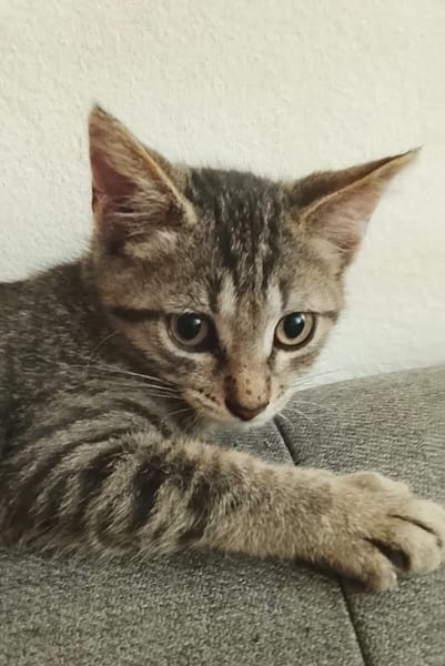 ZOE, chaton femelle type européen