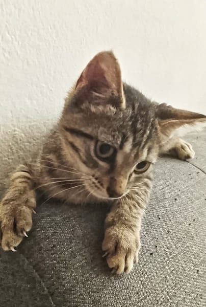 ZOE, chaton femelle type européen