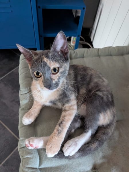 BABETH Chaton femelle type européen
