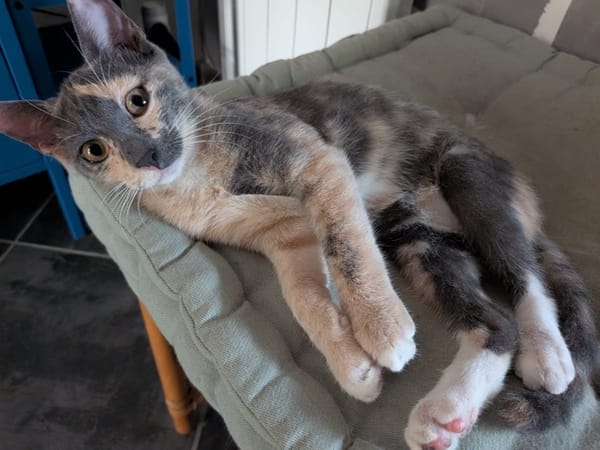 BABETH Chaton femelle type européen
