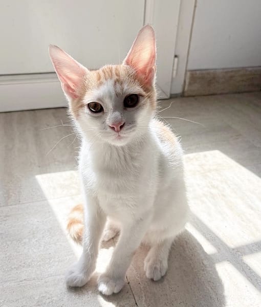 MIEL, chaton créole mâle