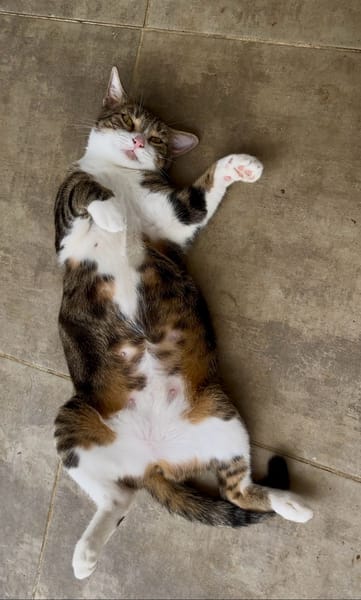 BONBONETTE, chatte européenne adulte