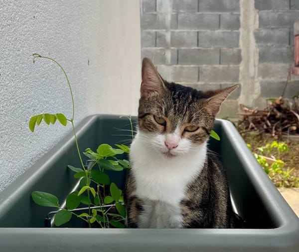 BONBONETTE, chatte européenne adulte