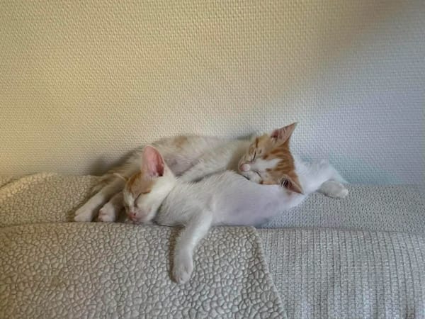 DEAN ET GARETH À ADOPTER EN DUO OU SEUL SI DÉJÀ UN CHAT PRÉSENT CHEZ VOUS