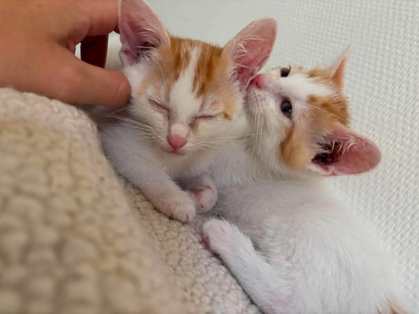 DEAN ET GARETH À ADOPTER EN DUO OU SEUL SI DÉJÀ UN CHAT PRÉSENT CHEZ VOUS
