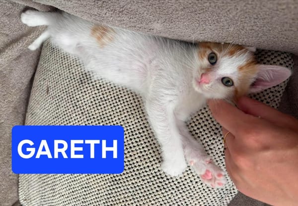 DEAN ET GARETH À ADOPTER EN DUO OU SEUL SI DÉJÀ UN CHAT PRÉSENT CHEZ VOUS
