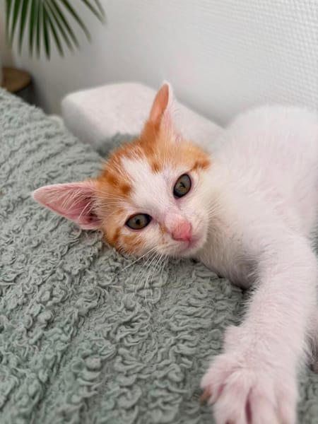DEAN ET GARETH À ADOPTER EN DUO OU SEUL SI DÉJÀ UN CHAT PRÉSENT CHEZ VOUS