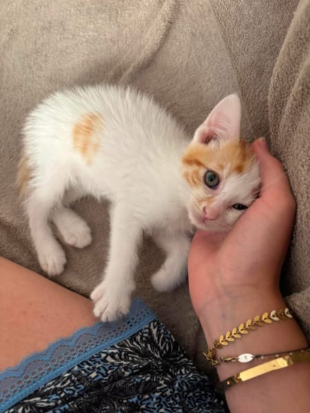 DEAN ET GARETH À ADOPTER EN DUO OU SEUL SI DÉJÀ UN CHAT PRÉSENT CHEZ VOUS