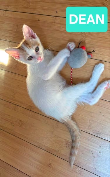 DEAN ET GARETH À ADOPTER EN DUO OU SEUL SI DÉJÀ UN CHAT PRÉSENT CHEZ VOUS