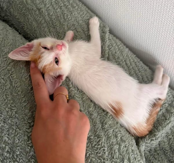 DEAN ET GARETH À ADOPTER EN DUO OU SEUL SI DÉJÀ UN CHAT PRÉSENT CHEZ VOUS