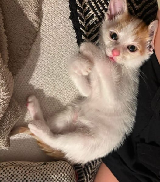 DEAN ET GARETH À ADOPTER EN DUO OU SEUL SI DÉJÀ UN CHAT PRÉSENT CHEZ VOUS