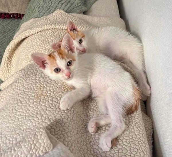 DEAN ET GARETH À ADOPTER EN DUO OU SEUL SI DÉJÀ UN CHAT PRÉSENT CHEZ VOUS