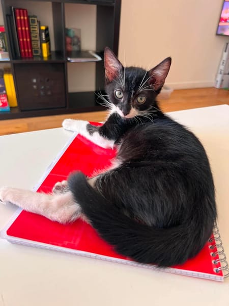 SHIRYU ADOPTABLE AVEC SA SOEUR SAORI OU SEUL SI VOUS AVEZ DÉJÀ UN CHAT PRÉSENT CHEZ VOUS