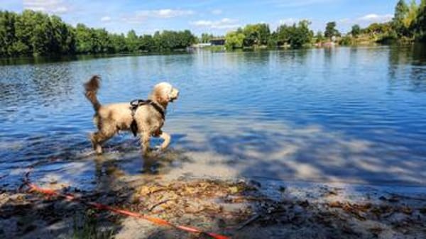 Charlie  schlaue Spürnase sucht sein Für-immer-Zuhause