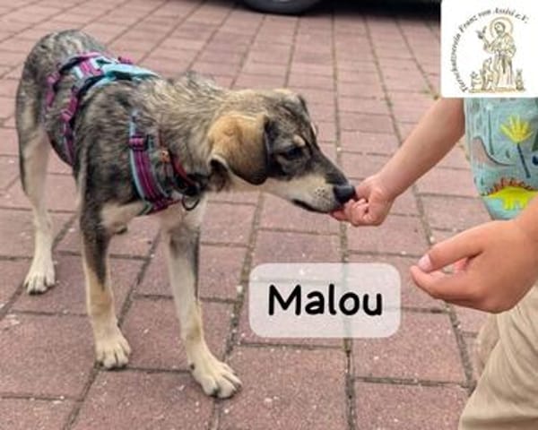 Malou  groß werden kann jeder...