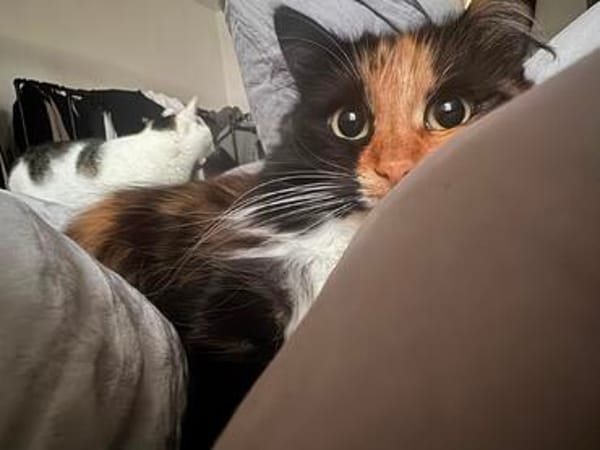 Sonja