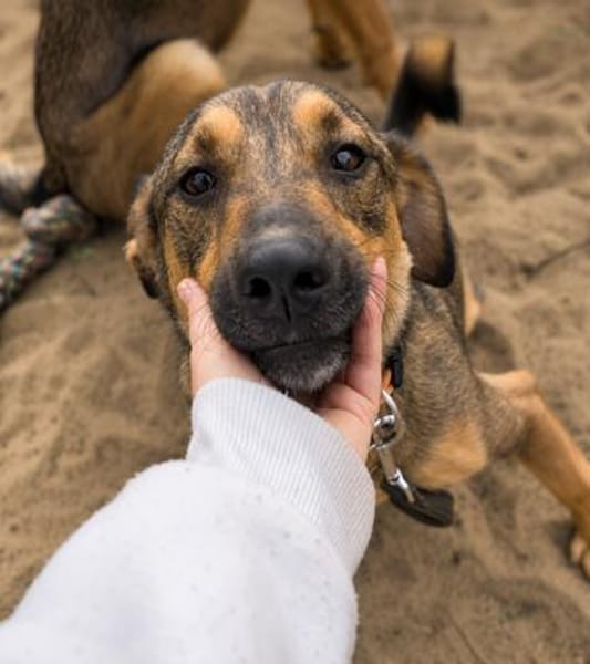 Pepe (Prometeusz)-Sensibler Hund sucht Menschen mit Geduld u