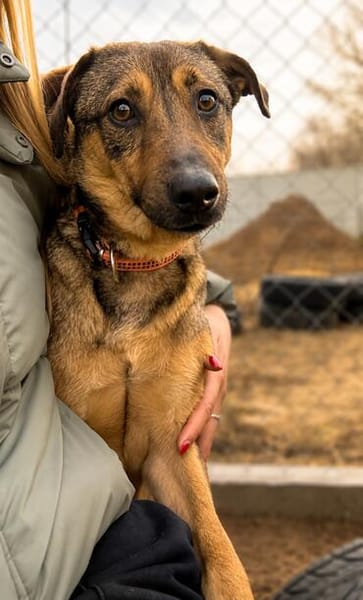 Pepe (Prometeusz)-Sensibler Hund sucht Menschen mit Geduld u