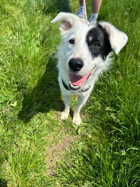 Oreo sucht sein Für-immer-Zuhause 🐾