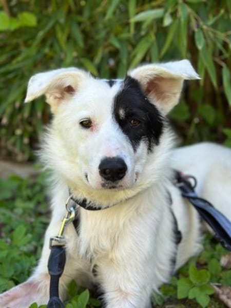 Oreo sucht sein Für-immer-Zuhause 🐾
