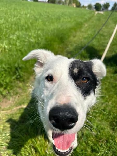Oreo sucht sein Für-immer-Zuhause 🐾