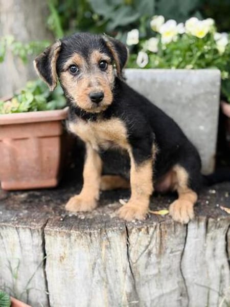 Irma Bezauberndes Hundemädchen sucht ihr Zuhause!