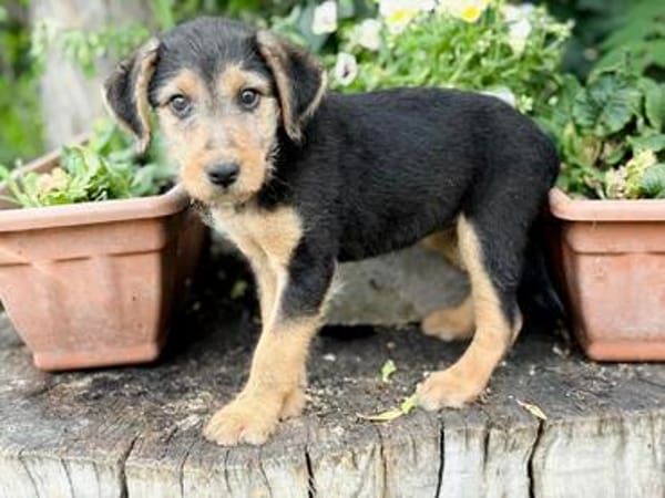 Irma Bezauberndes Hundemädchen sucht ihr Zuhause!