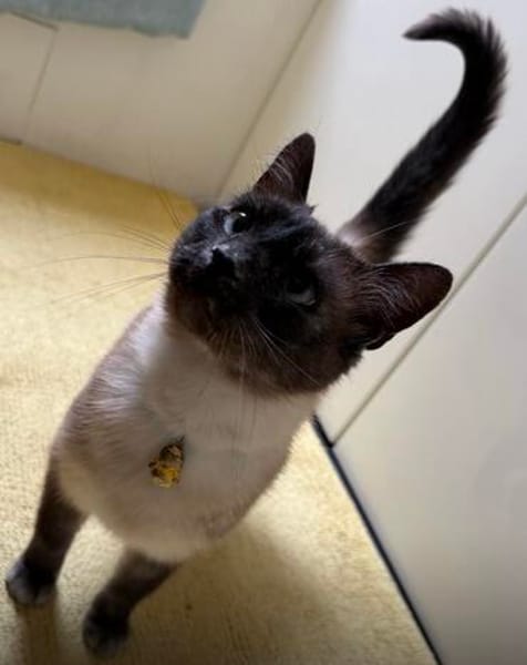 Yoki eine Bilderbuchkatze in Bayern