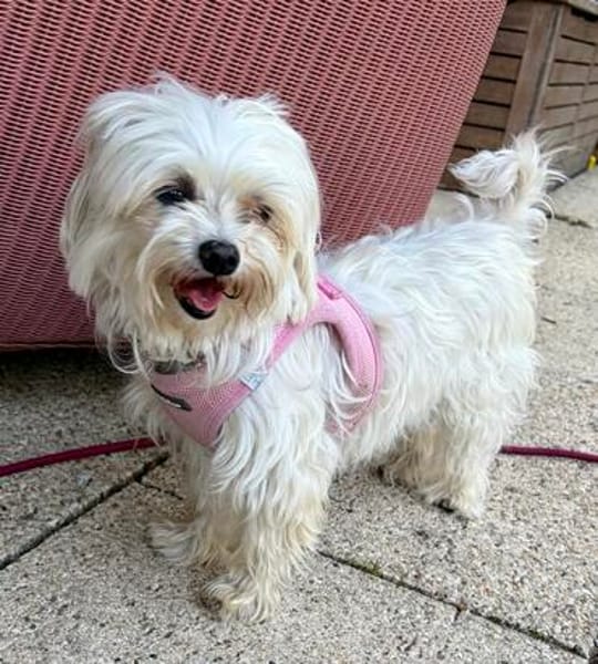Prinzessin in 47877 Willich