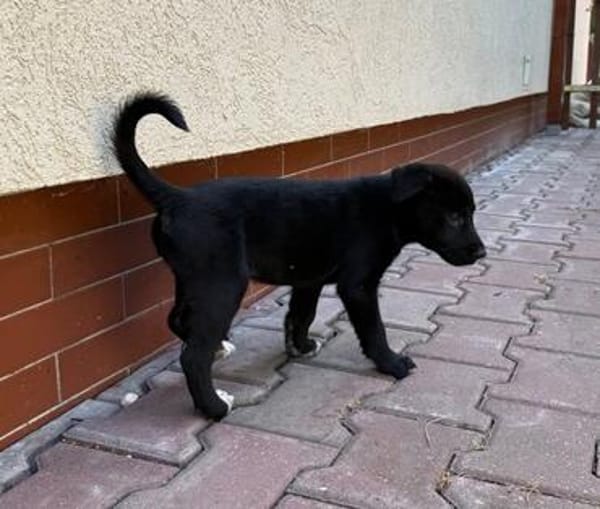 Velma, süßer Welpe sucht neues Zuhause